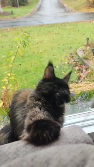 Maine Coon female