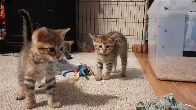 F6 Savannah Kittens