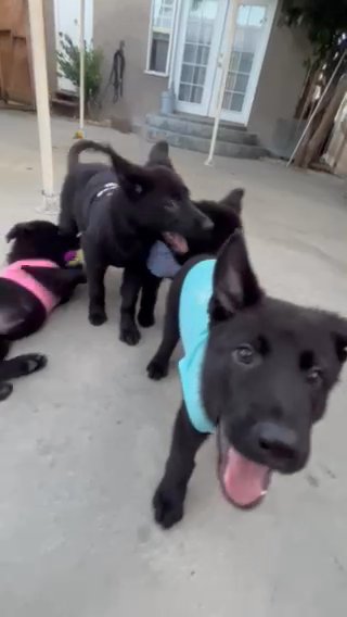 AKC Working line German Shepherd