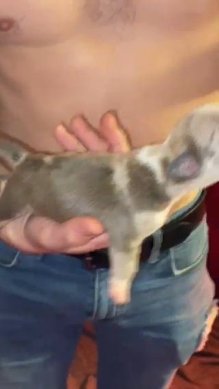 American Bully merle