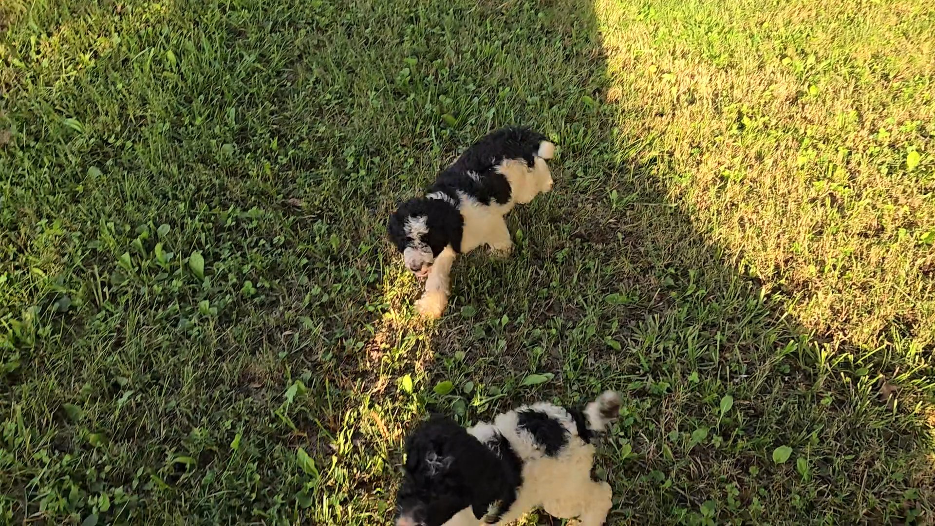 akc standard poodle