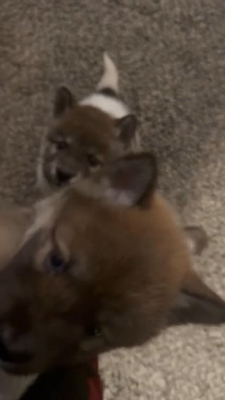 Huskitas For Sale
