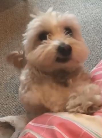 Puppy