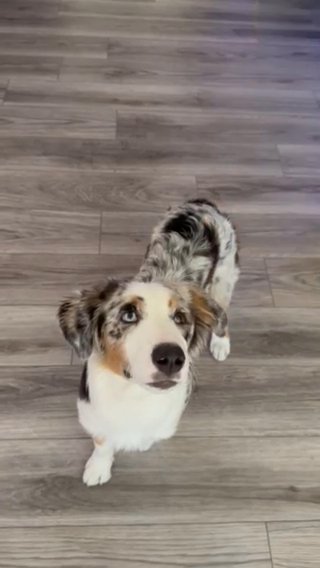 Selling Aussie