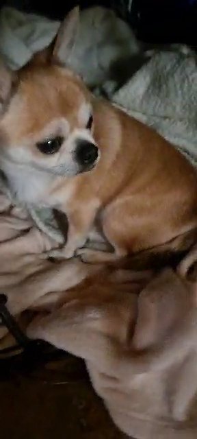 chihuahuas applehead full breed and chipoodles