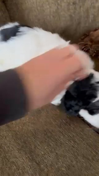 F1B Medium Bernedoodle
