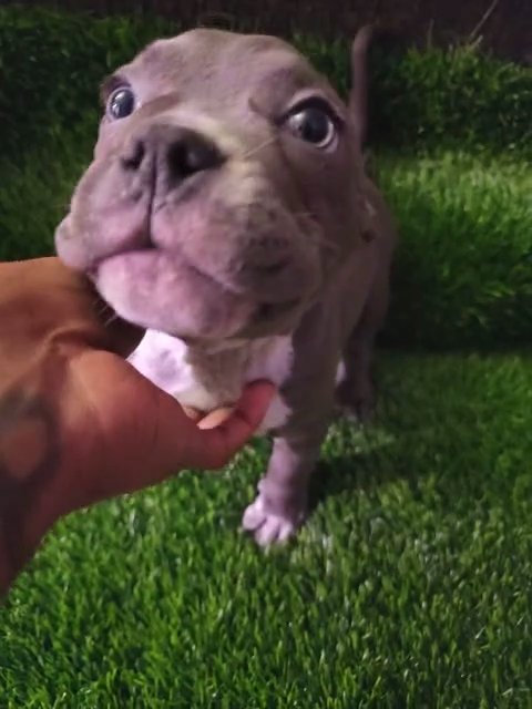 Beautiful Grey Female Exotic Micro Bully Great Deal ‼️