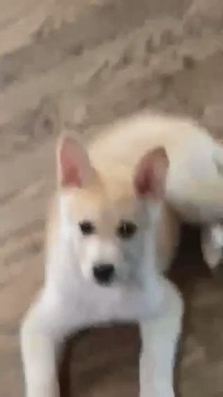 Husky