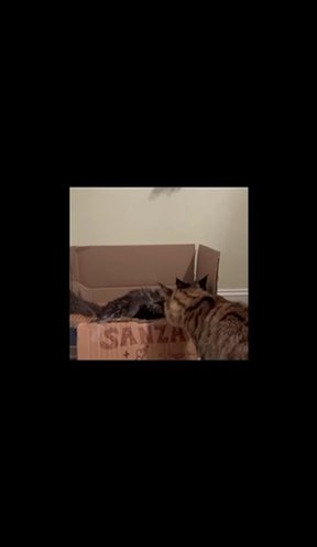 Maine Coon Kittens