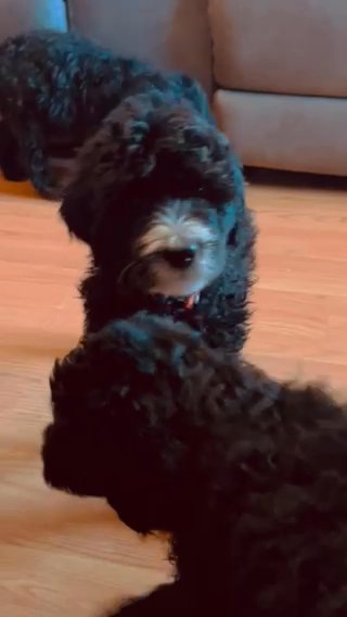 Sheepadoodle, Puppies