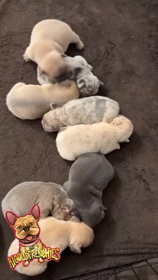 4 Weeks French Bulldogs