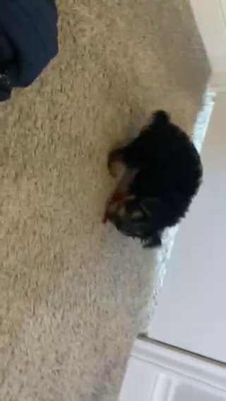 Yorkie Love
