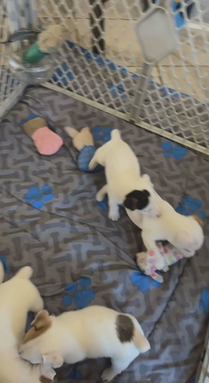 Jack Russell pups