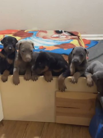 Doberman Puppies in Schertz, Texas