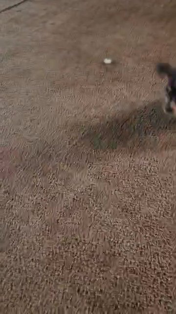 American bully pups