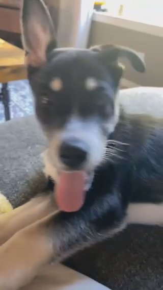 Husky/mini Aussie
