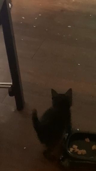 Kittens