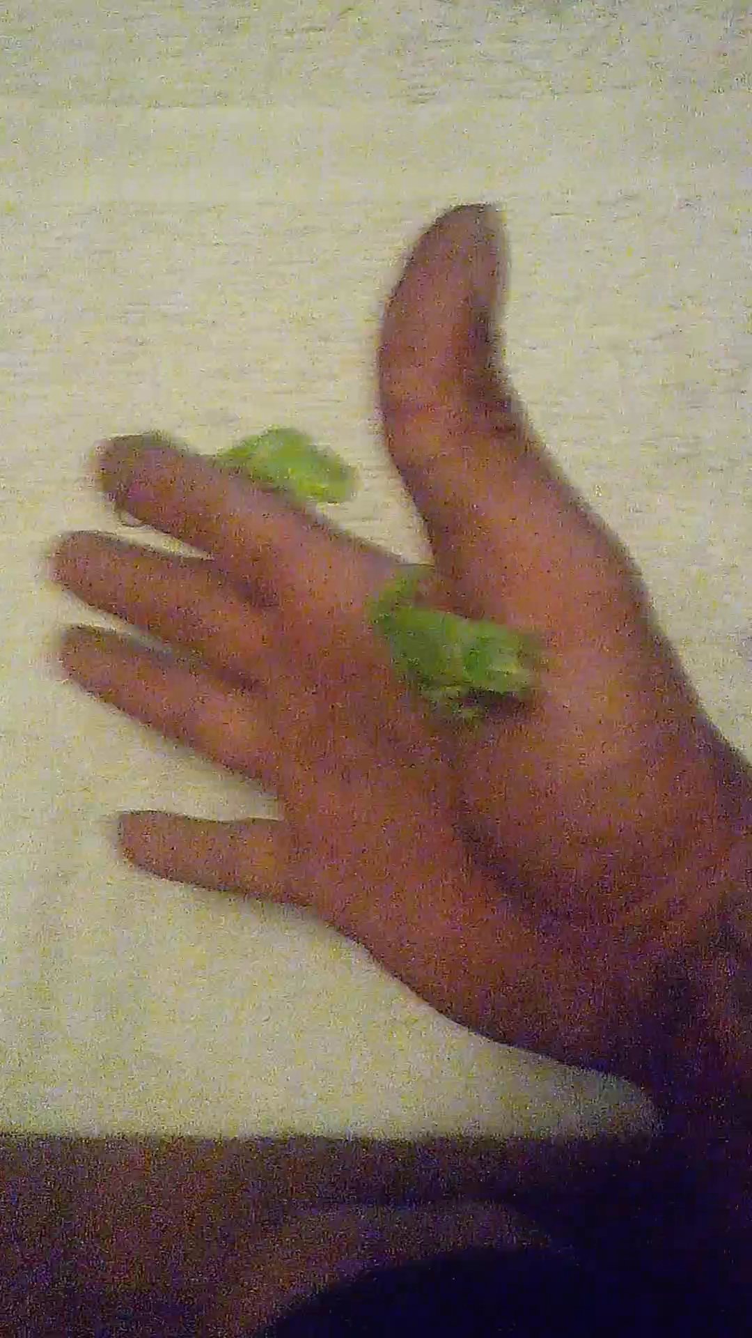 juvenile veiled chameleons