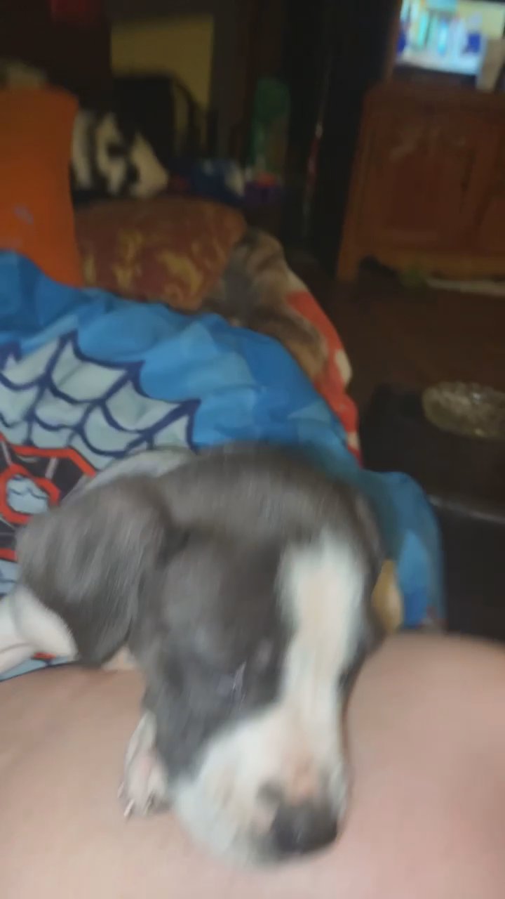 Pitbull puppy