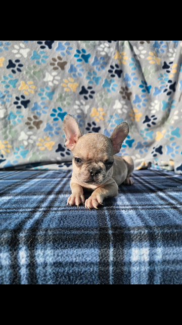 micro fawn merle male