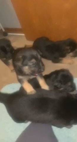 German Shepherd Mix Puppies