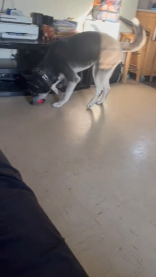 Looking For A Good Home- FREE