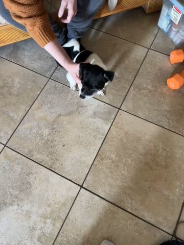 Male Chihuahua Terrier Mix. Approximately 4 Years Old
