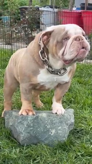 Big Mack Lilac Triple Carrier