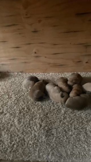 9 Great Pyrneese