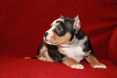Female American Pocket (Breeders Choice) in Corsicana, Texas