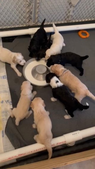 Golden Doodles
