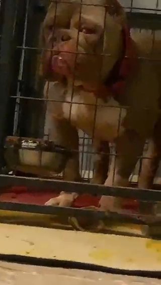 1.5 Year Old Abkc Registered American Bully