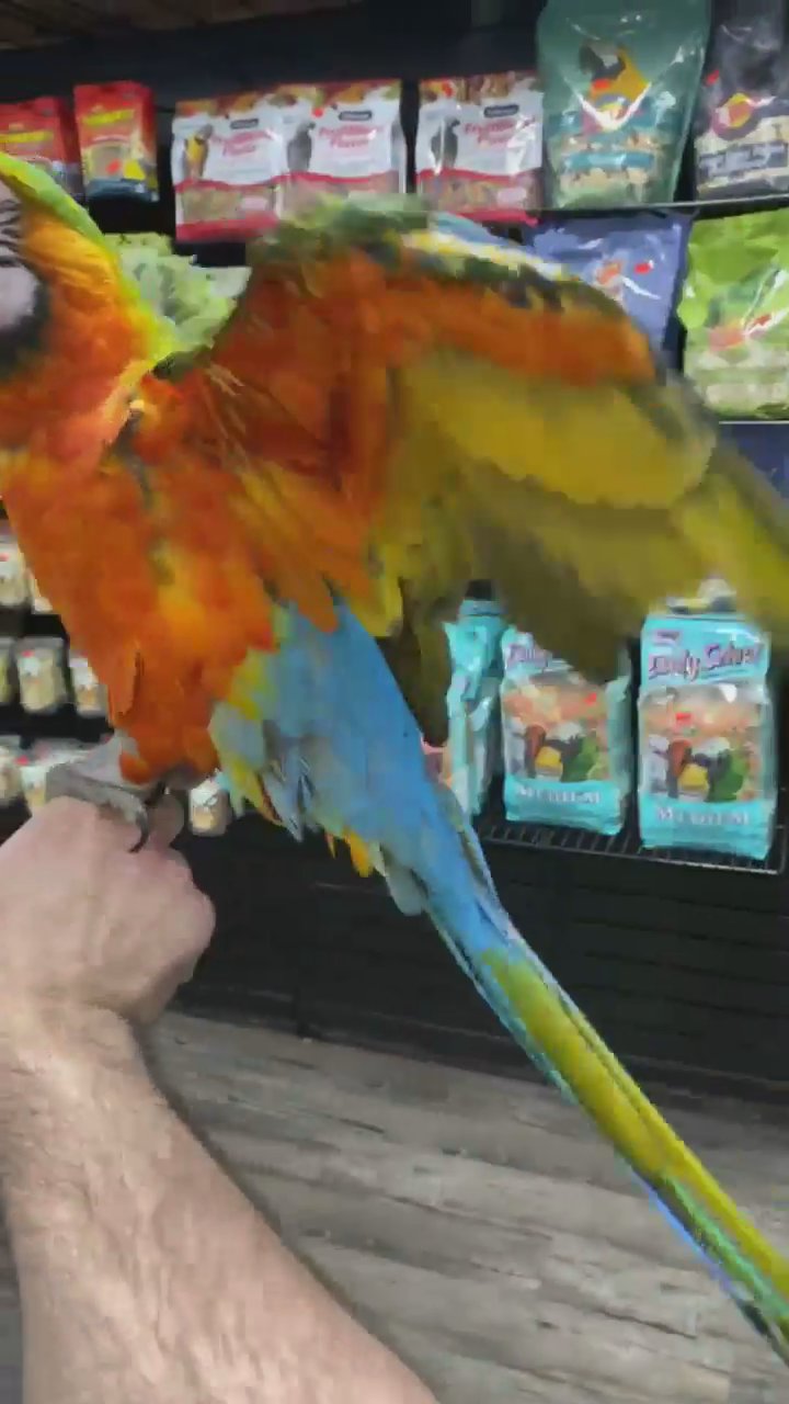 harlequin macaw