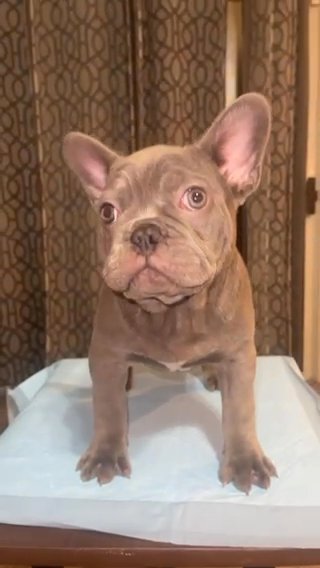 French Bulldog Looking For A Lovely Home