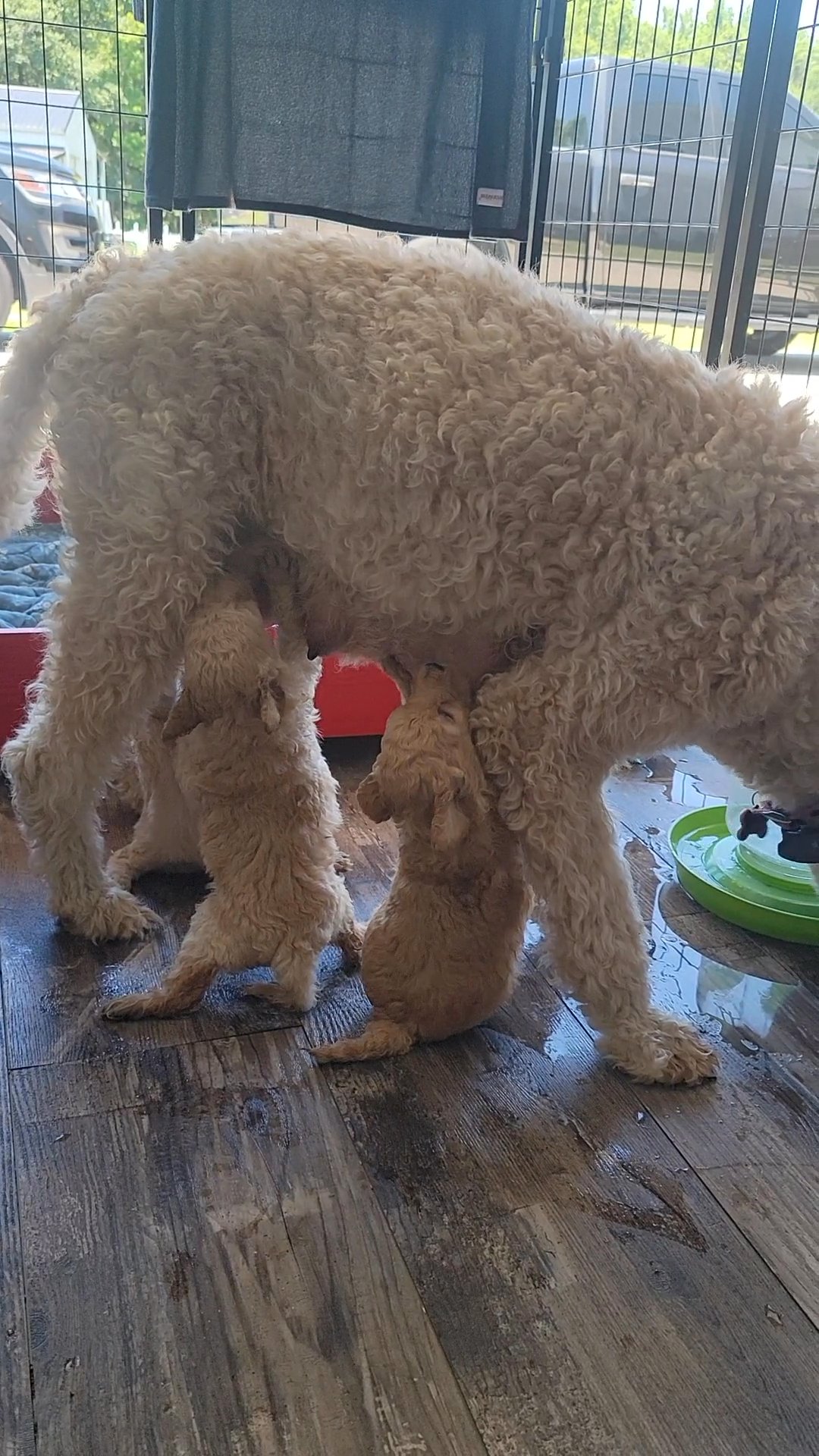 Goldendoodle