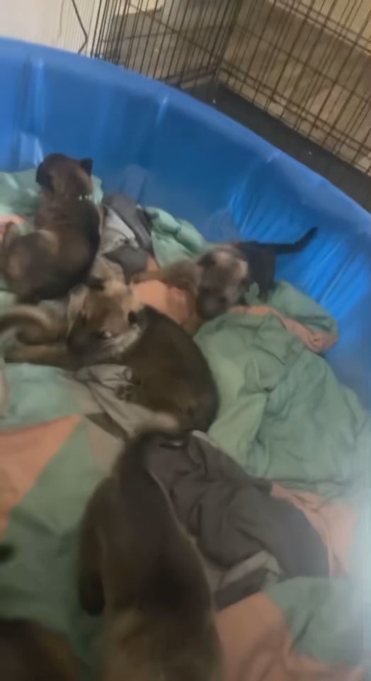 Fullbred German Shepherds