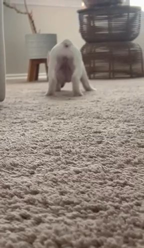 Frenchie Girl in Fort Worth, Texas
