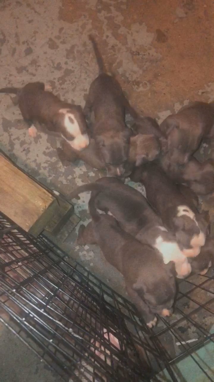 Razor and Gotti Pit bull puppies
