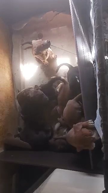 puppies