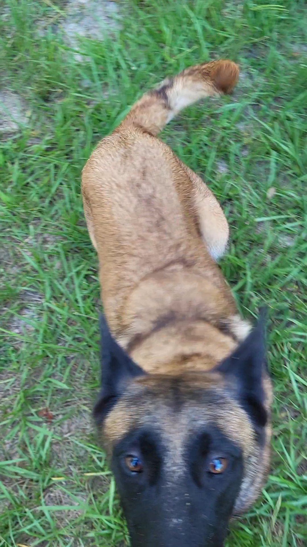 Cute Belgian Malinois Pups for Sale