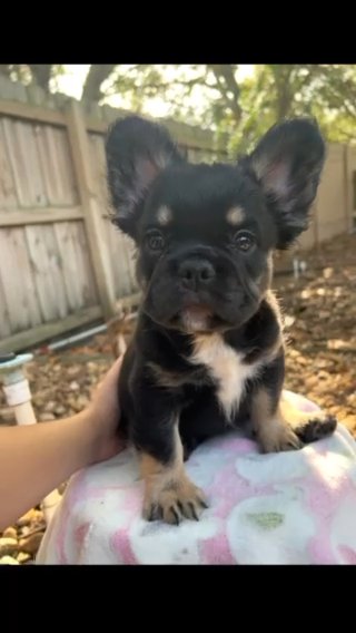 French Bulldog Fluffy Carrying Testable