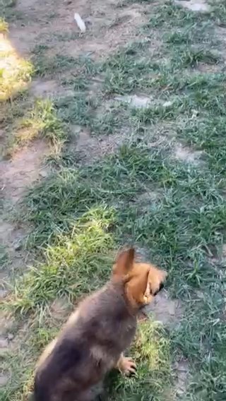German Shepherd