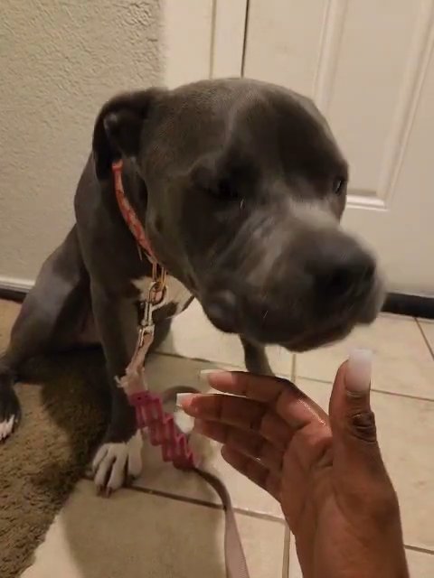 Biscuit licks