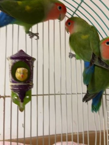 3 LOVE BIRDS