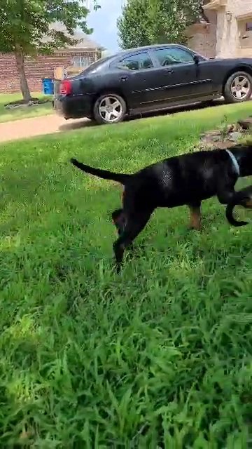 Rottweiler puppies