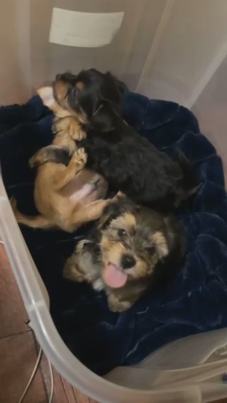 Yorkipoo Puppies