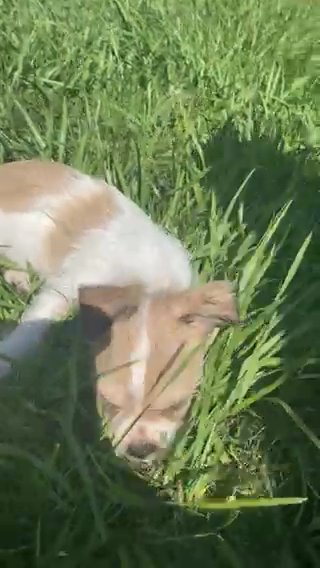 Dog For Sale