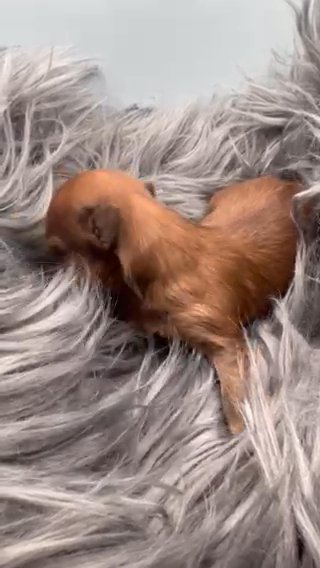 ?SOLD? Yorkie- Ocean ? Pearl Male~ Alvin