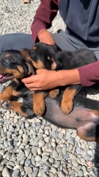 Rottweiler puppies
