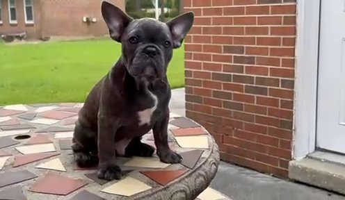 AKC French Bulldog